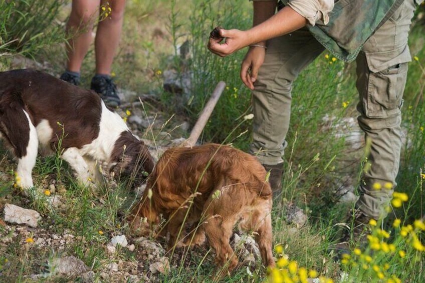 Day Trip from Milan: Private VIP Truffle Hunting in Langhe Region