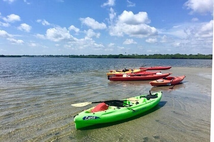 Kayak Dolphin Eco Tour