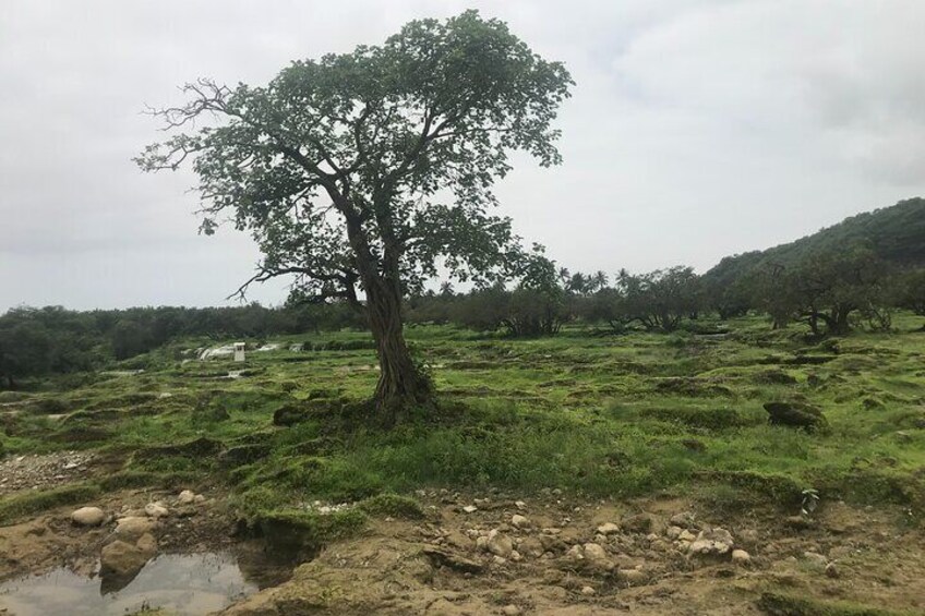 Private Full-Day Salalah East