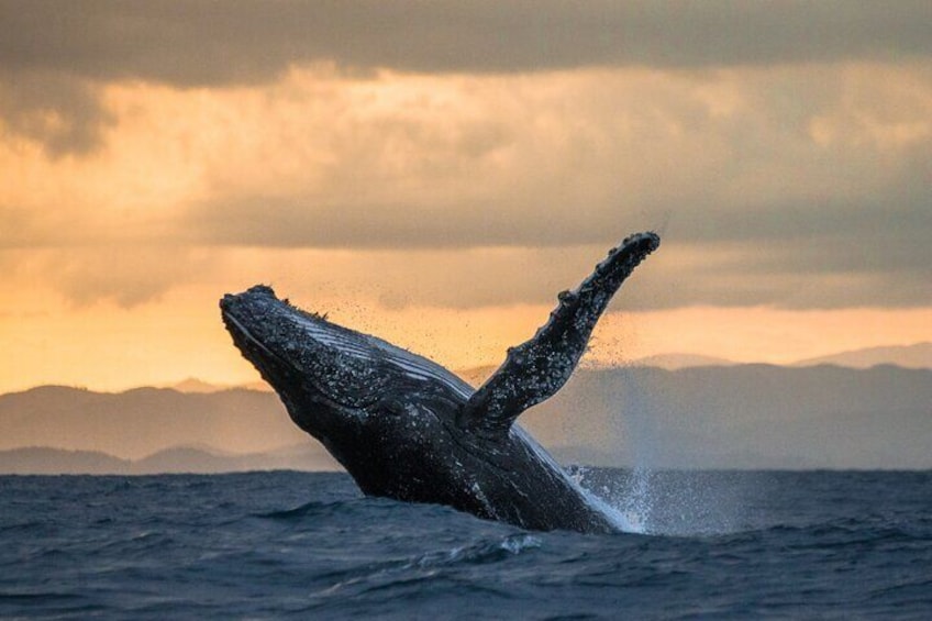 Whale Watching on the North Shore of Oahu on Iliokai