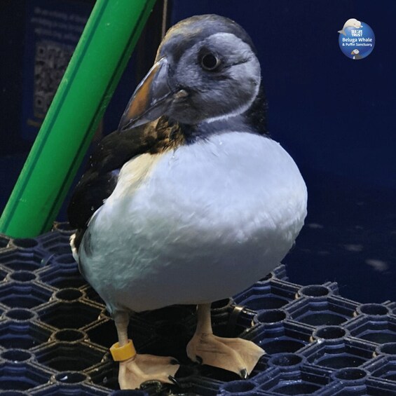 Picture 5 for Activity Beluga Whale Sanctuary - Admissions