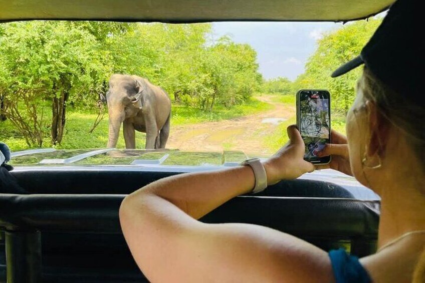Udawalawe Wildlife Tour with 4WD Transportation