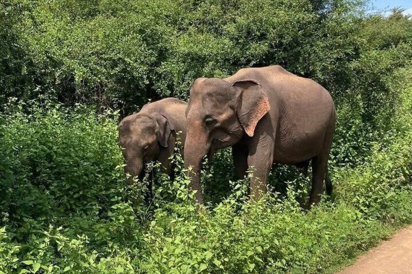 Udawalawe Wildlife Tour with 4WD Transportation