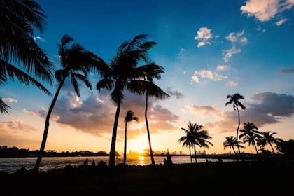 Experimenta lo mejor de Miami en un tour de un día