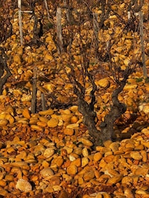 Châteauneuf-du-Pape: Full-day wine tour with sommelier