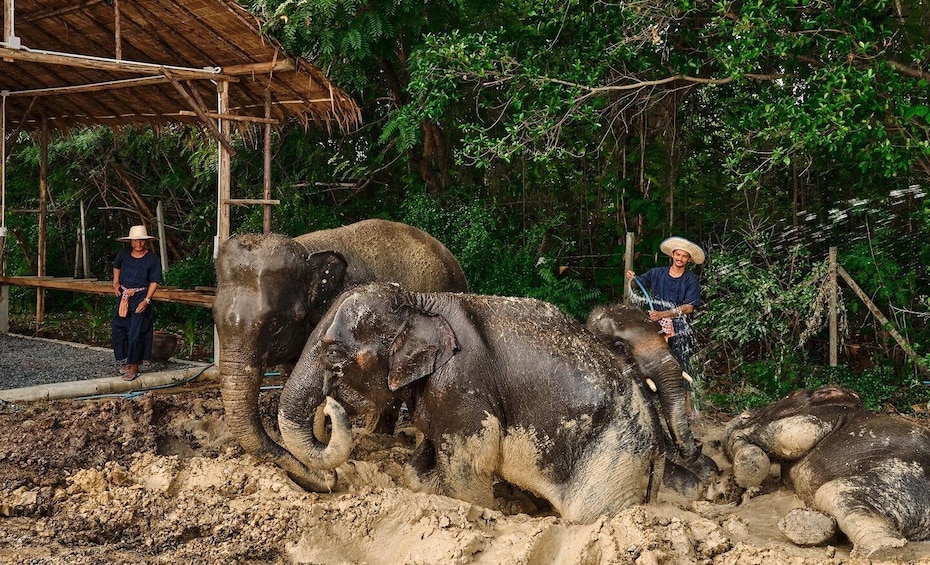 Picture 30 for Activity Bangkok: Ethical Elephant Care Half-Day with Transfers