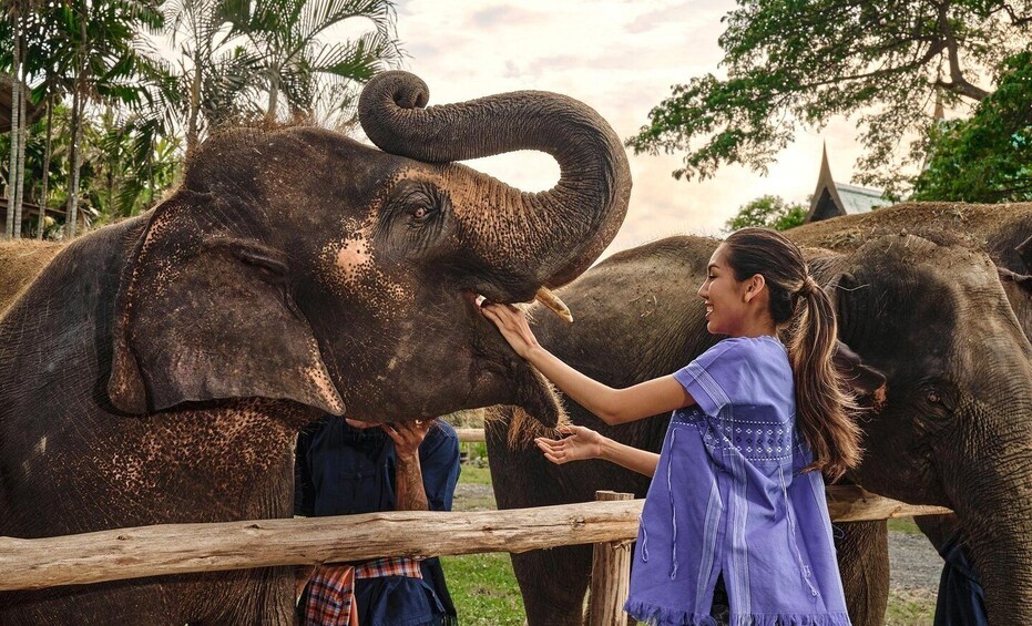 Picture 29 for Activity Bangkok: Ethical Elephant Care Half-Day with Transfers