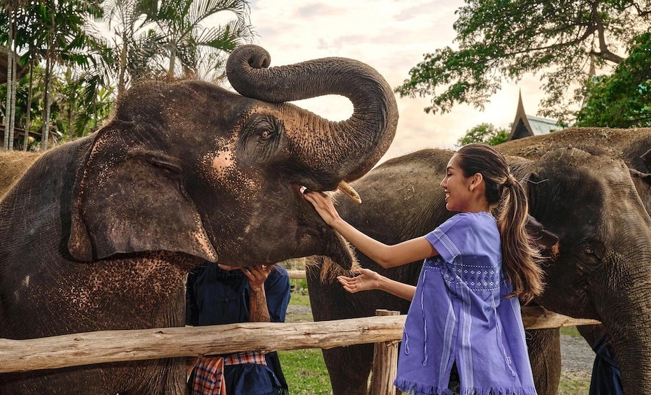 Picture 29 for Activity Bangkok: Ethical Elephant Care Half-Day with Transfers