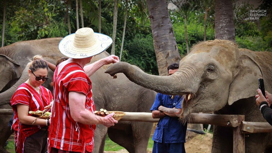 Bangkok: Ethical Elephant Care Half-Day with Transfers