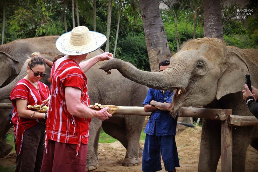Bangkok: Ethical Elephant Care Half-Day with Transfers