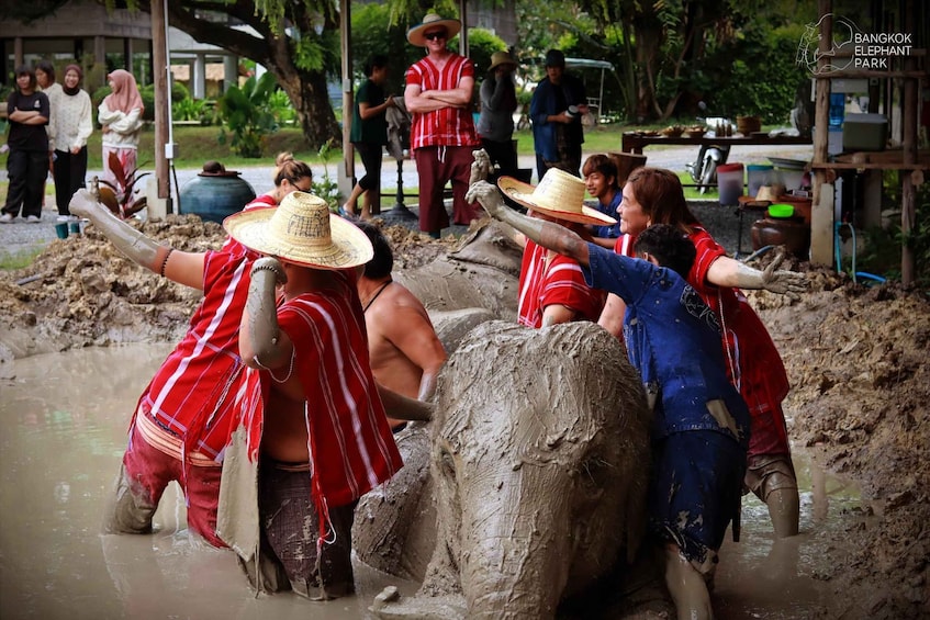 Picture 4 for Activity Bangkok: Ethical Elephant Care Half-Day with Transfers