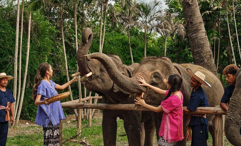 Picture 13 for Activity Bangkok: Ethical Elephant Care Half-Day with Transfers