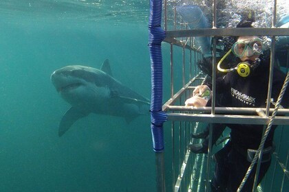 CapeTown: Shark Cage Diving Experience with Scuba