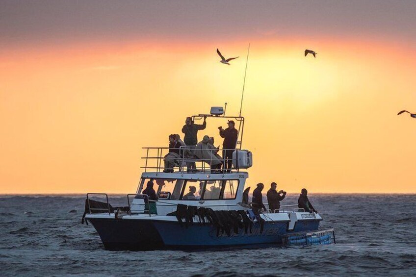 CapeTown: African Shark Eco-Charters Shark Cage Diving Experience