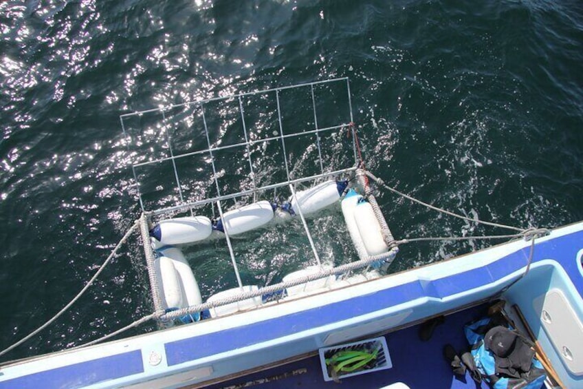 CapeTown: African Shark Eco-Charters Shark Cage Diving Experience