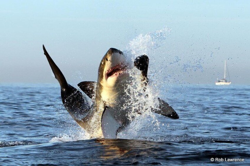 CapeTown: Shark Cage Diving Experience with Scuba 