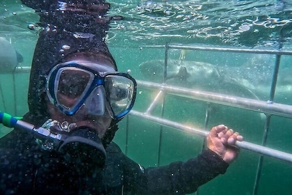 CapeTown: Shark Cage Diving Experience with Scuba