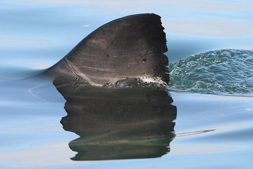 CapeTown: African Shark Eco-Charters Shark Cage Diving Experience