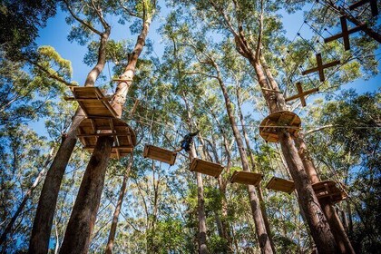 Treetops Adventure Coffs Harbour Tree Ropes Course