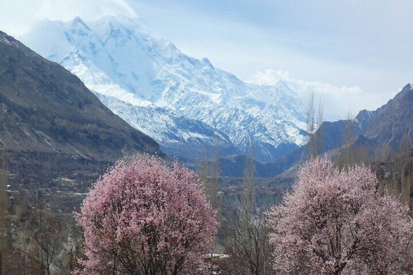 View of Mount Rakaposhi 7788M in apricot blossom