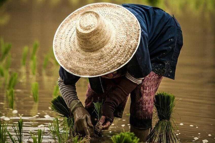 Farm Life Phuket