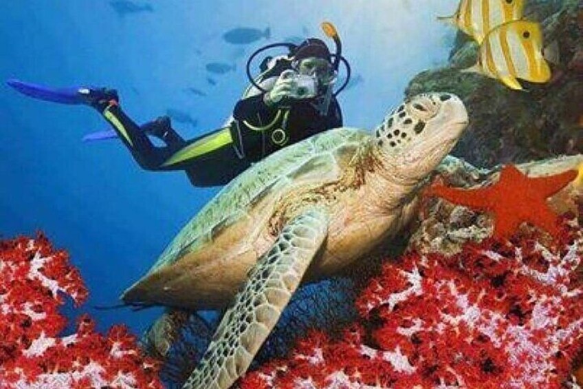 Snorkeling To Ras Mohammed And White Island By VIP Boat In Sharm