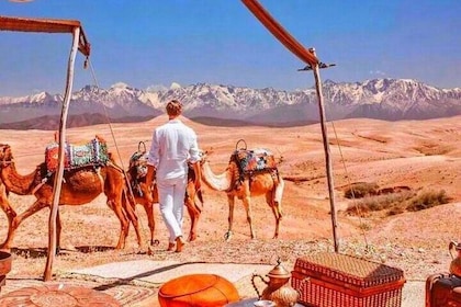 Cena y paseo en camello al atardecer en el desierto de Marrakech Agafay