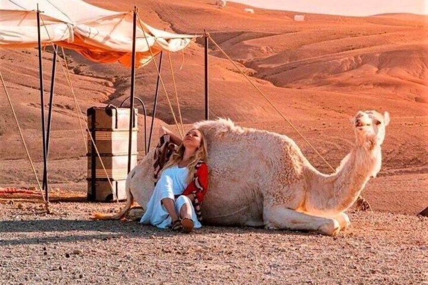  Dinner and Sunset Camel Ride at desert Marrakech Agafay 