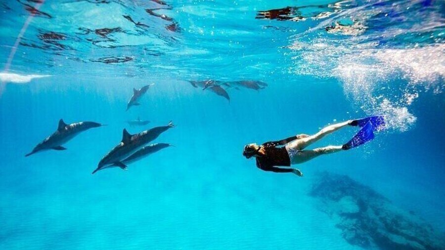 Dolphin House Snorkeling Trip & Water Sport With Lunch - Hurghada