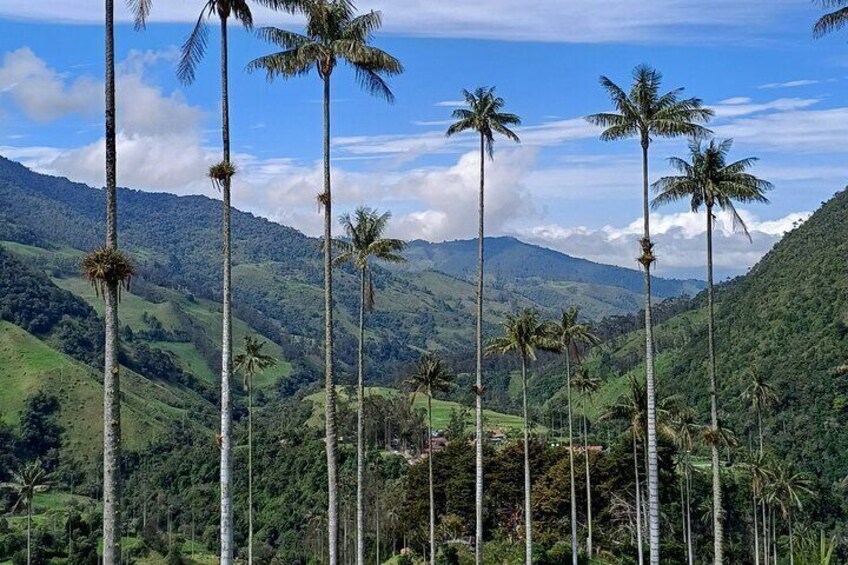 Private Tour Charm of Cocora Valley Salento and Philandia