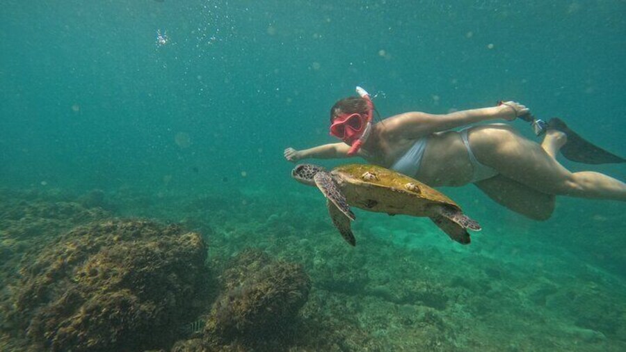 From Dubai Snorkeling Trip In Musandam With Lunch And Transfer