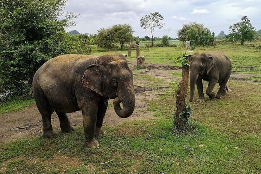 Private Tour Elephant Haven Kanchanaburi from Bangkok