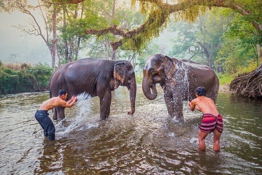 Private Tour Elephant Haven Kanchanaburi from Bangkok