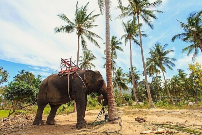 Private Tour Elephant Haven Kanchanaburi from Bangkok