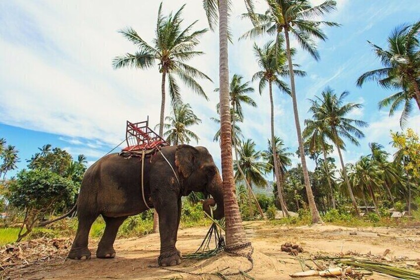 Private Tour Elephant Haven Kanchanaburi from Bangkok