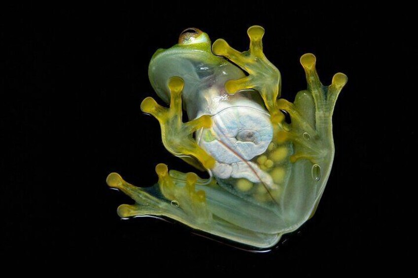 A glass frog on a glass