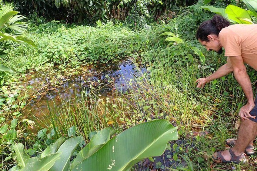 Our biologist reviews the growth of aquatic plants in a lagoon in open areas
