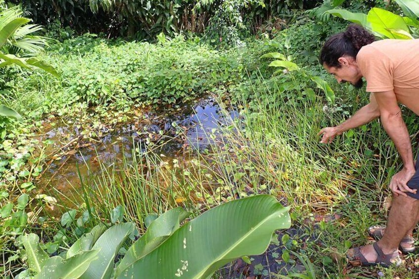 Our biologist reviews the growth of aquatic plants in a lagoon in open areas