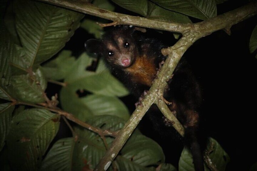 A curious opossum looks out from the trees