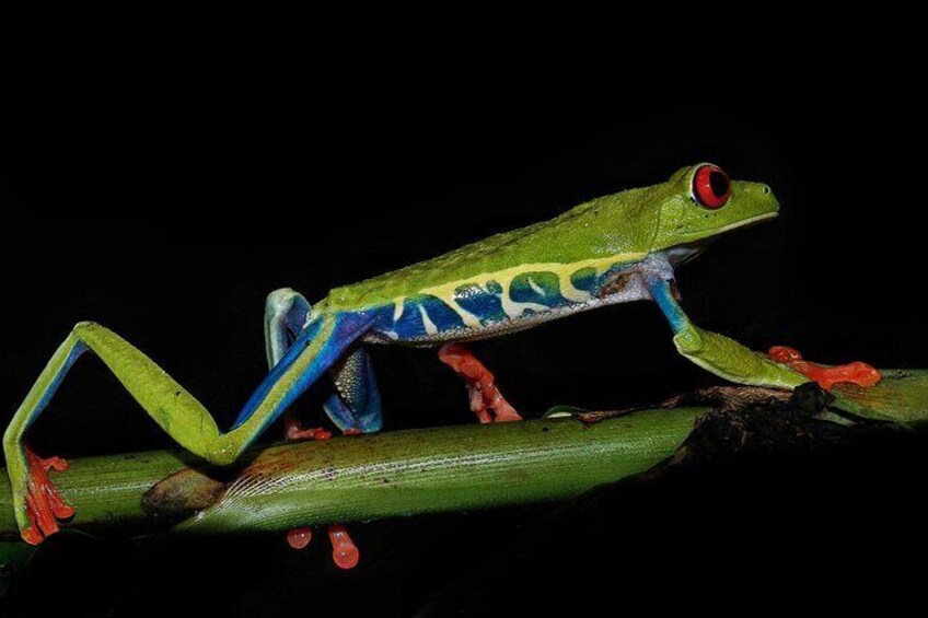 Red-eyed male, very common species in ANURA