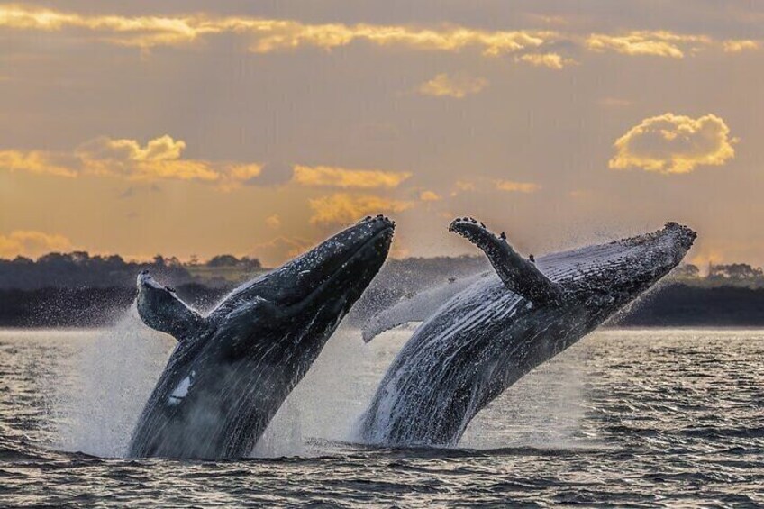 Private Whale Watching Adventure with Schooner Ride