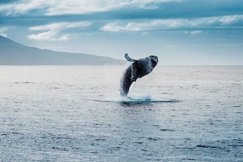 Private Whale Watching Adventure with Schooner Ride