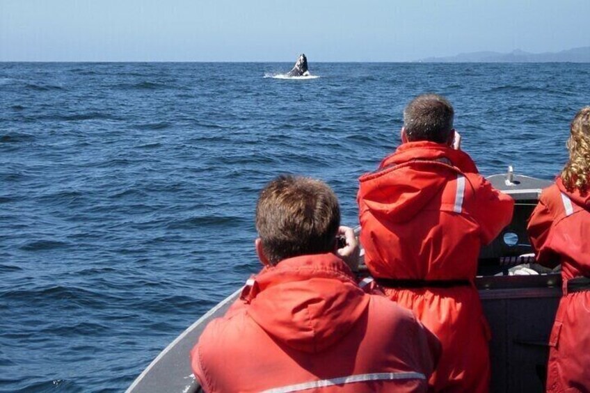 Private Whale Watching Adventure with Schooner Ride