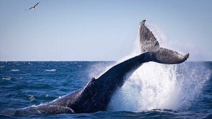 Private Whale Watching Adventure with Schooner Ride