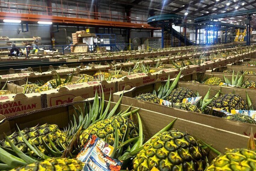 Visit the Dole Pineapple Farm