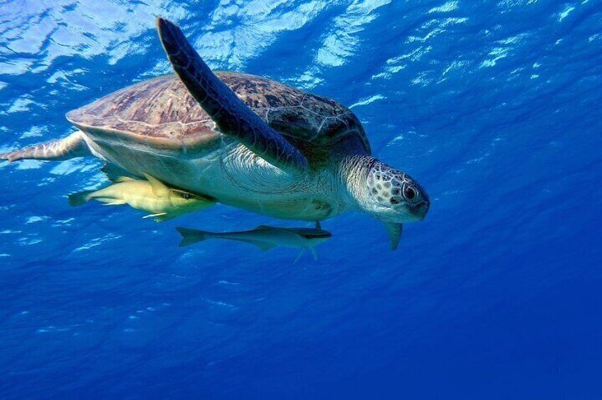 Abu Dabbab Wonders, Snorkeling with Beautiful Turtles - Hurghada