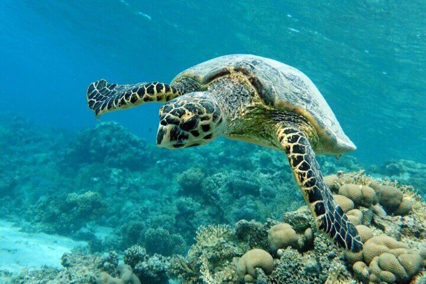 Abu Dabbab Wonders, Snorkeling with Beautiful Turtles - Hurghada