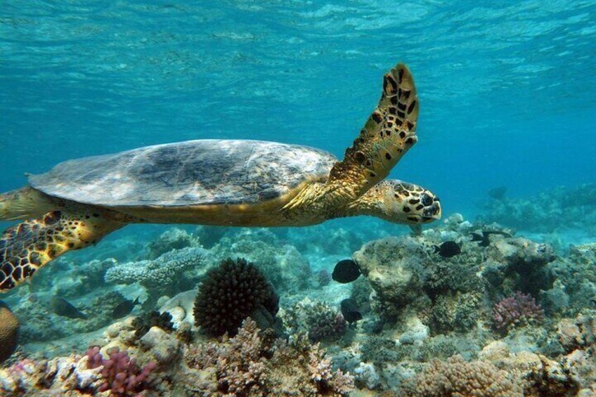 Abu Dabbab Wonders, Snorkeling with Beautiful Turtles - Hurghada