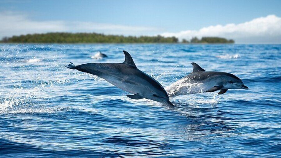 Zanzibar Mnemba Snorkelling and Swim with Dolphins