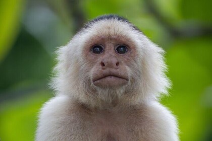 Damas Island Quepos Authentieke lokale Mangrove Boottocht
